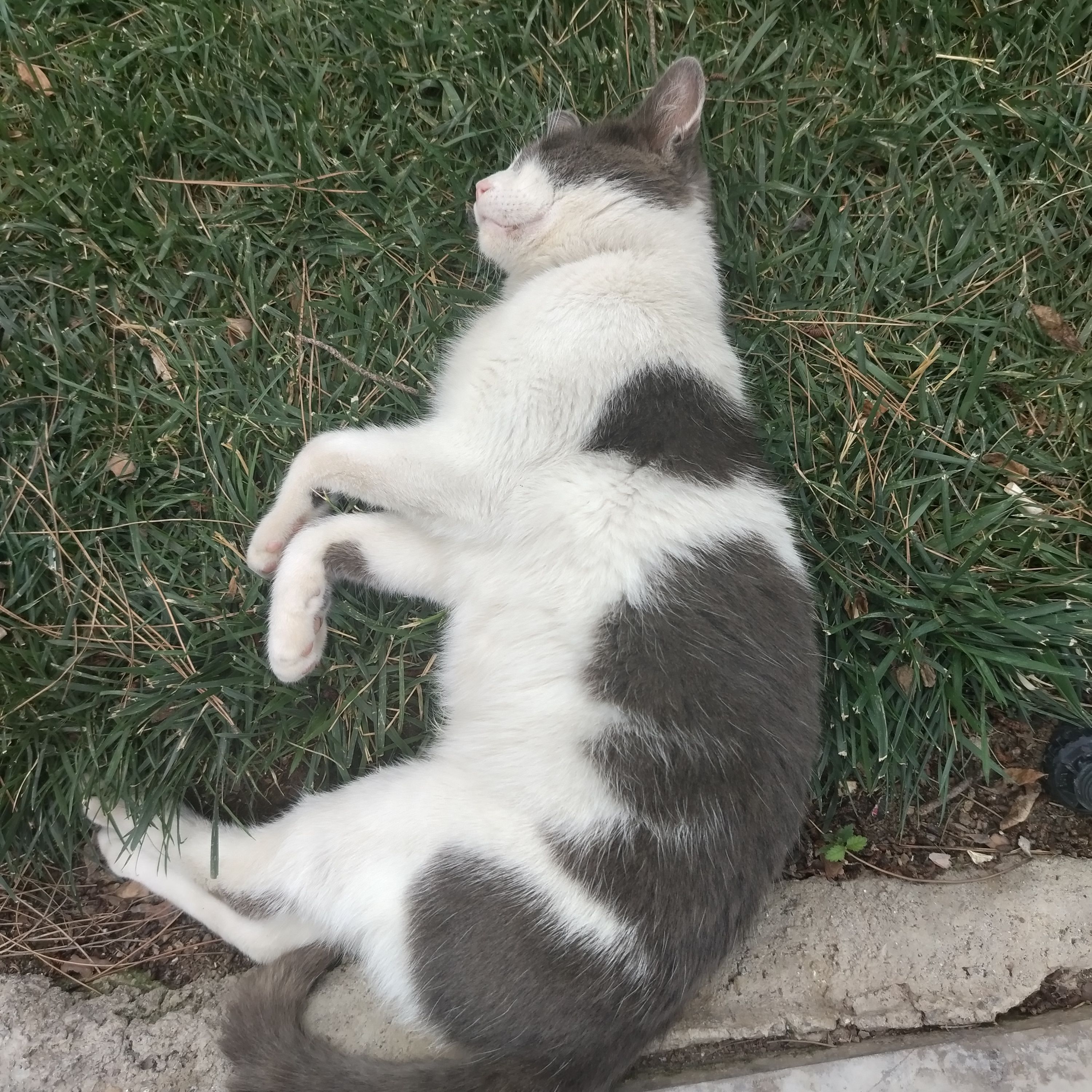 Şəkil 3